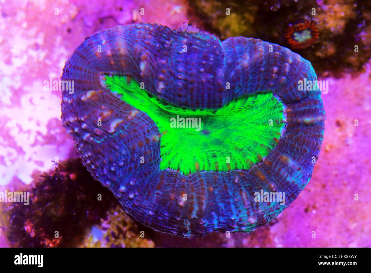 Symphyllia sp. -  Large polyps stony coral in reef aquarium tank Stock Photo