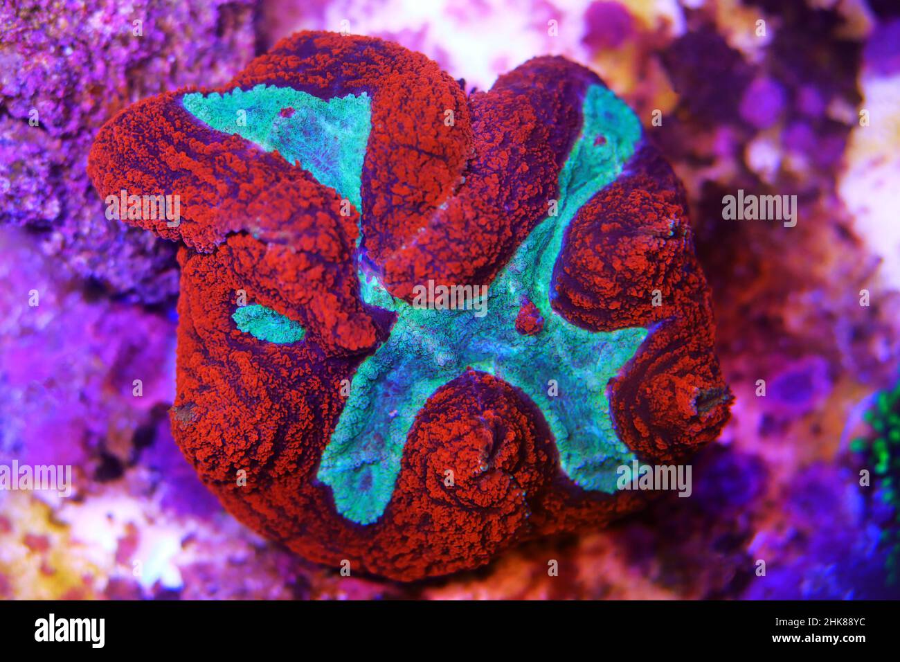 Symphyllia sp. -  Large polyps stony coral in reef aquarium tank Stock Photo