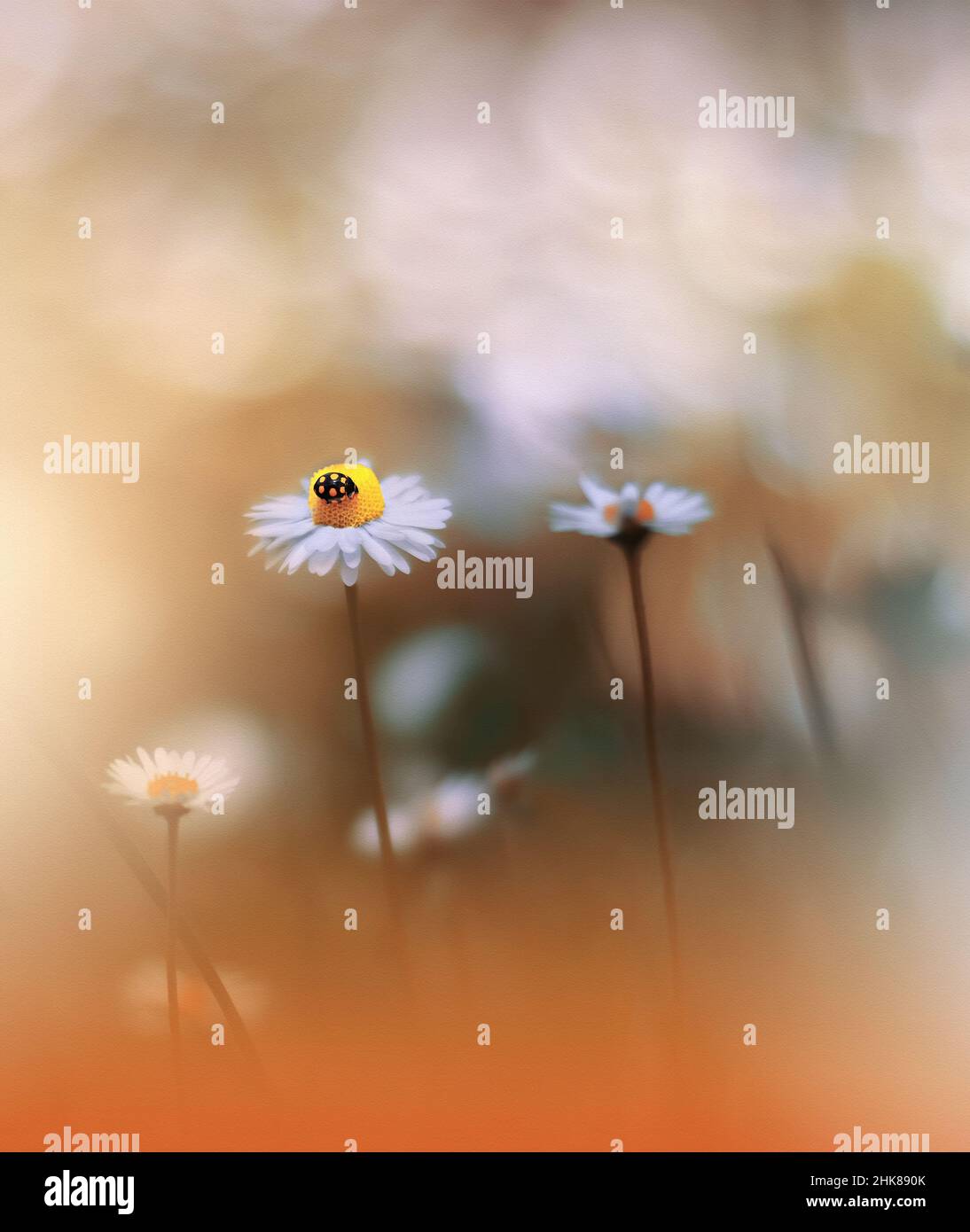 Beautiful Golden Textured Nature Background.Floral Art Design.Macro Photography.Ladybug and Wild Field.Creative Artistic Wallpaper.Summer Flowers. Stock Photo