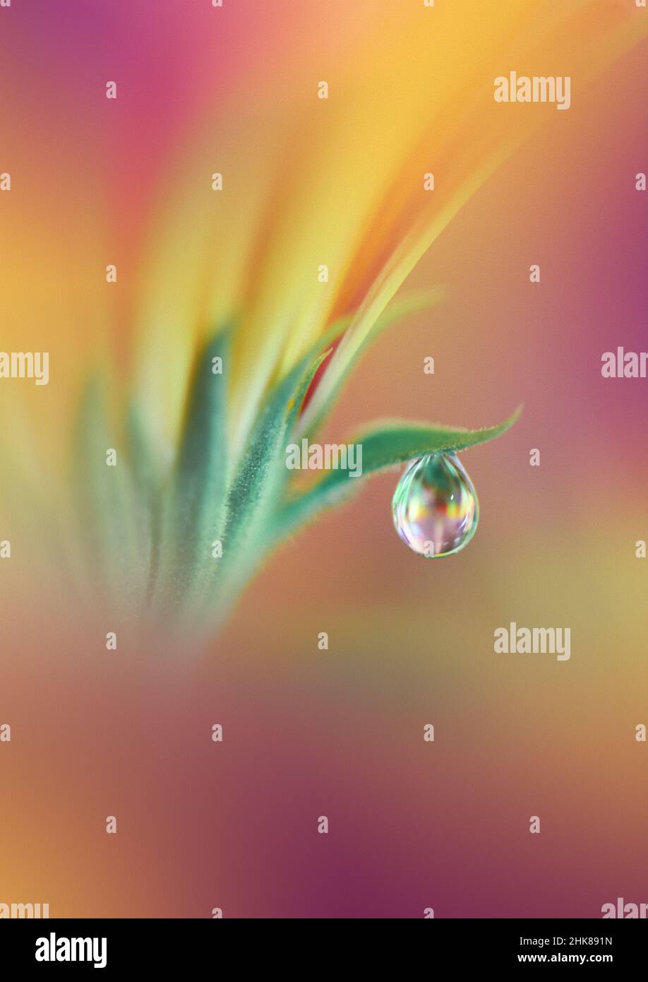 Beautiful Macro Photo.Colorful Flowers.Border Art Design.Magic Light.Close up Photography.Conceptual Abstract Image.Yellow and Green Background.Water. Stock Photo
