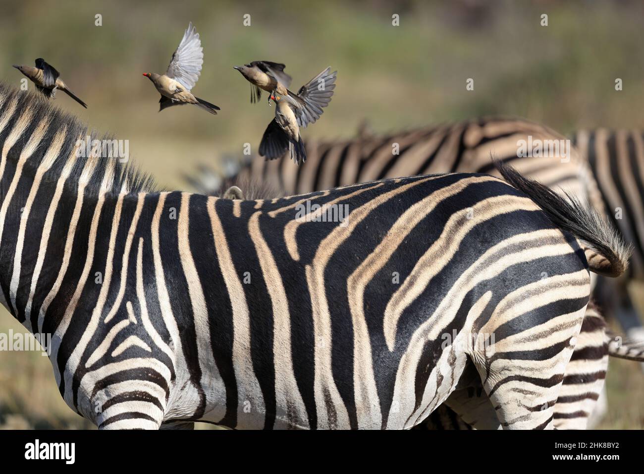 Red-billed oxpeckers flying off the zebra in the field on a sunny 