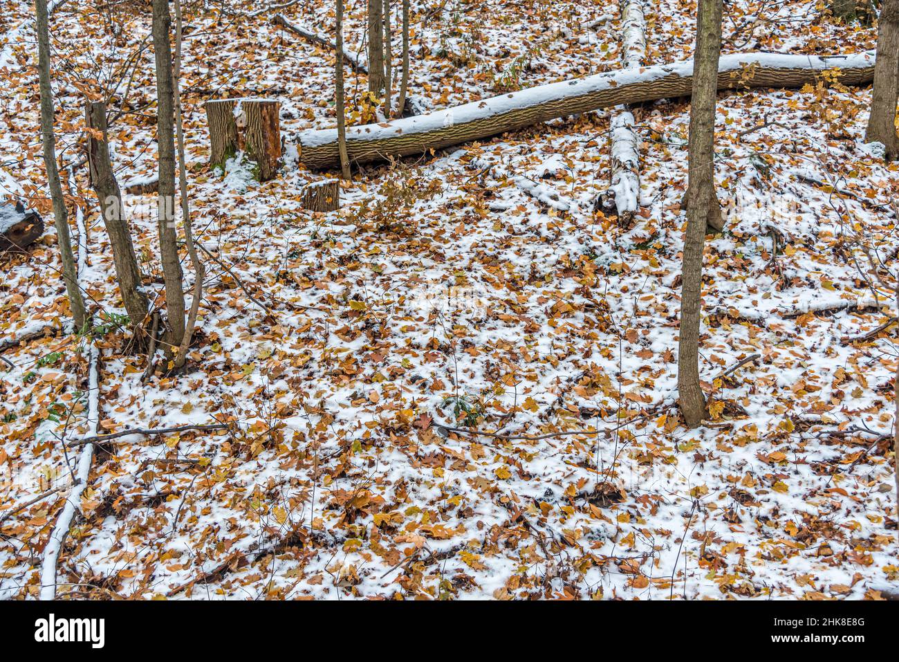 Snow on the ground in forest in winter time Stock Photo - Alamy
