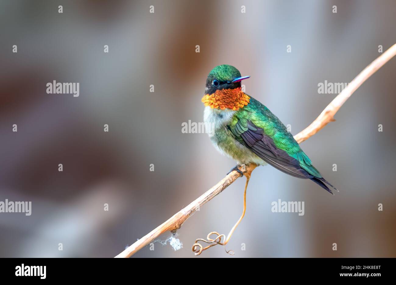 Ruby Throated Hummingbird are olive-green birds with a prominent white eyering and white wingbar Stock Photo