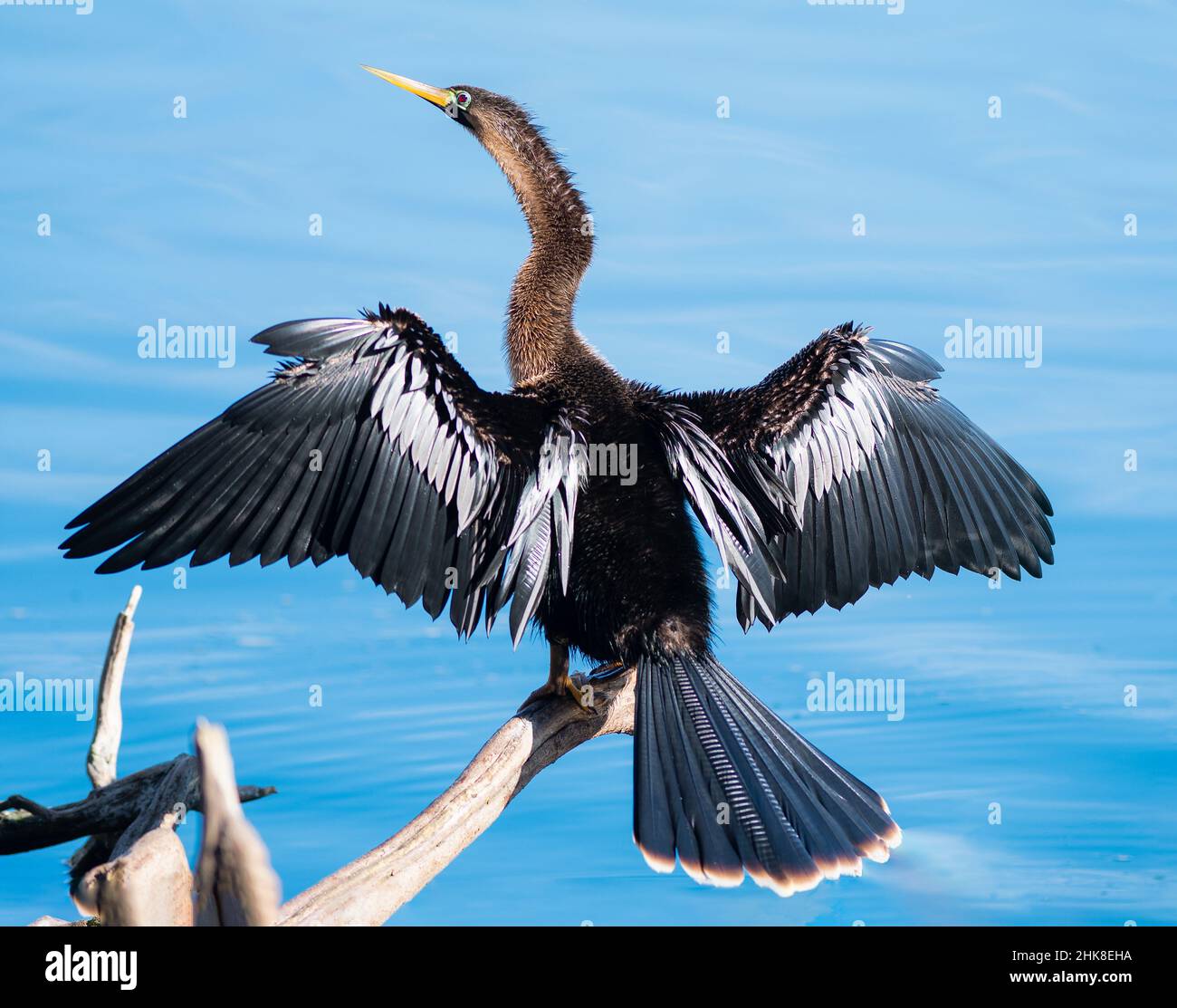 Anhinga spreading its wings and sun bathing in Florida Stock Photo - Alamy