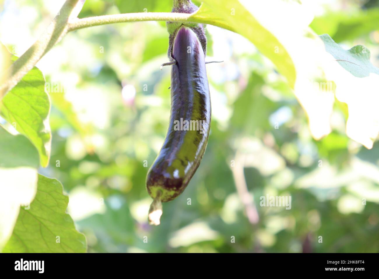 Raw Brinjal farm on field for harvest Stock Photo