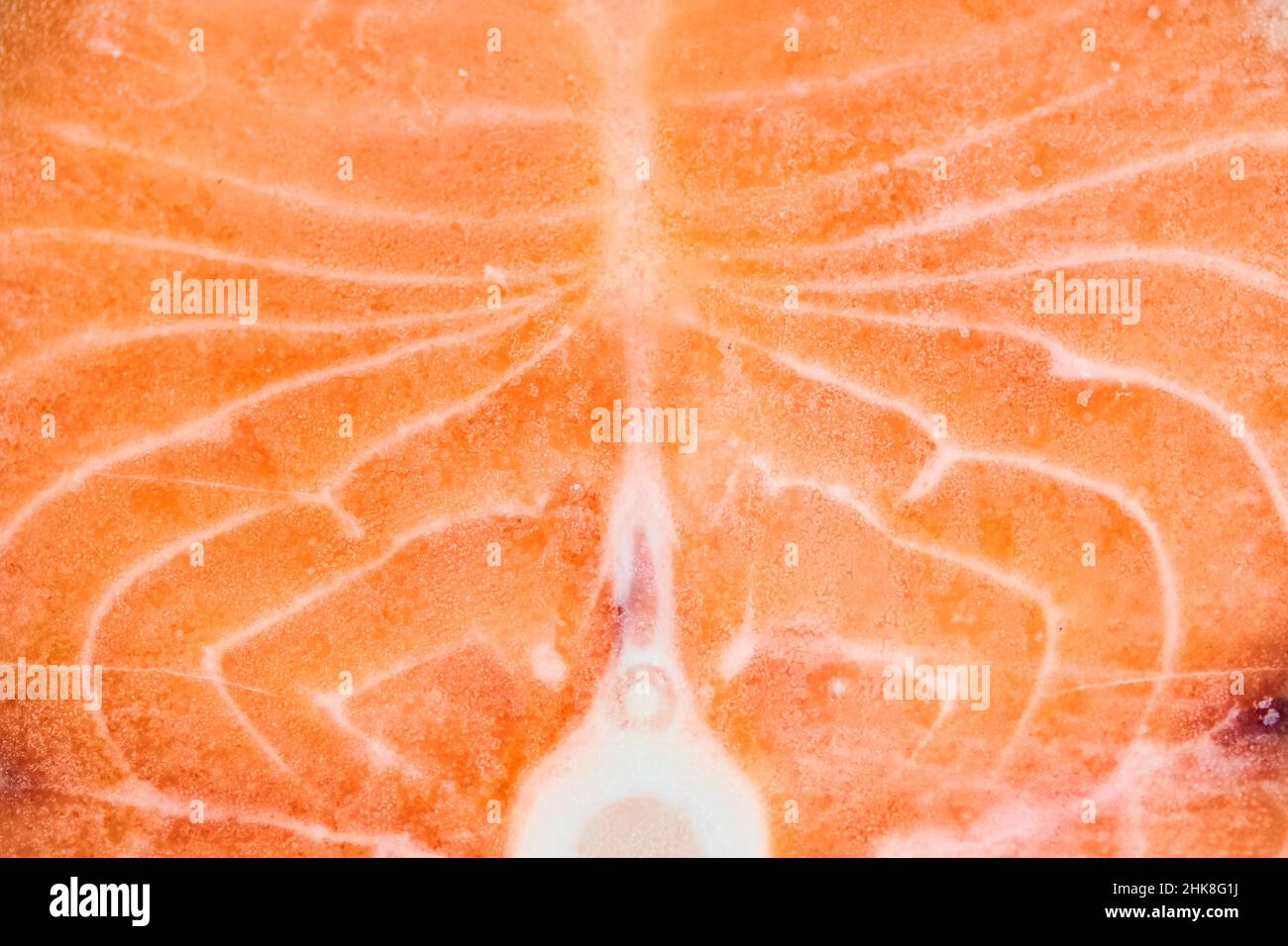 A piece of frozen salmon fillet. Close-up of pink salmon fillet with space to copy. High quality photo Stock Photo