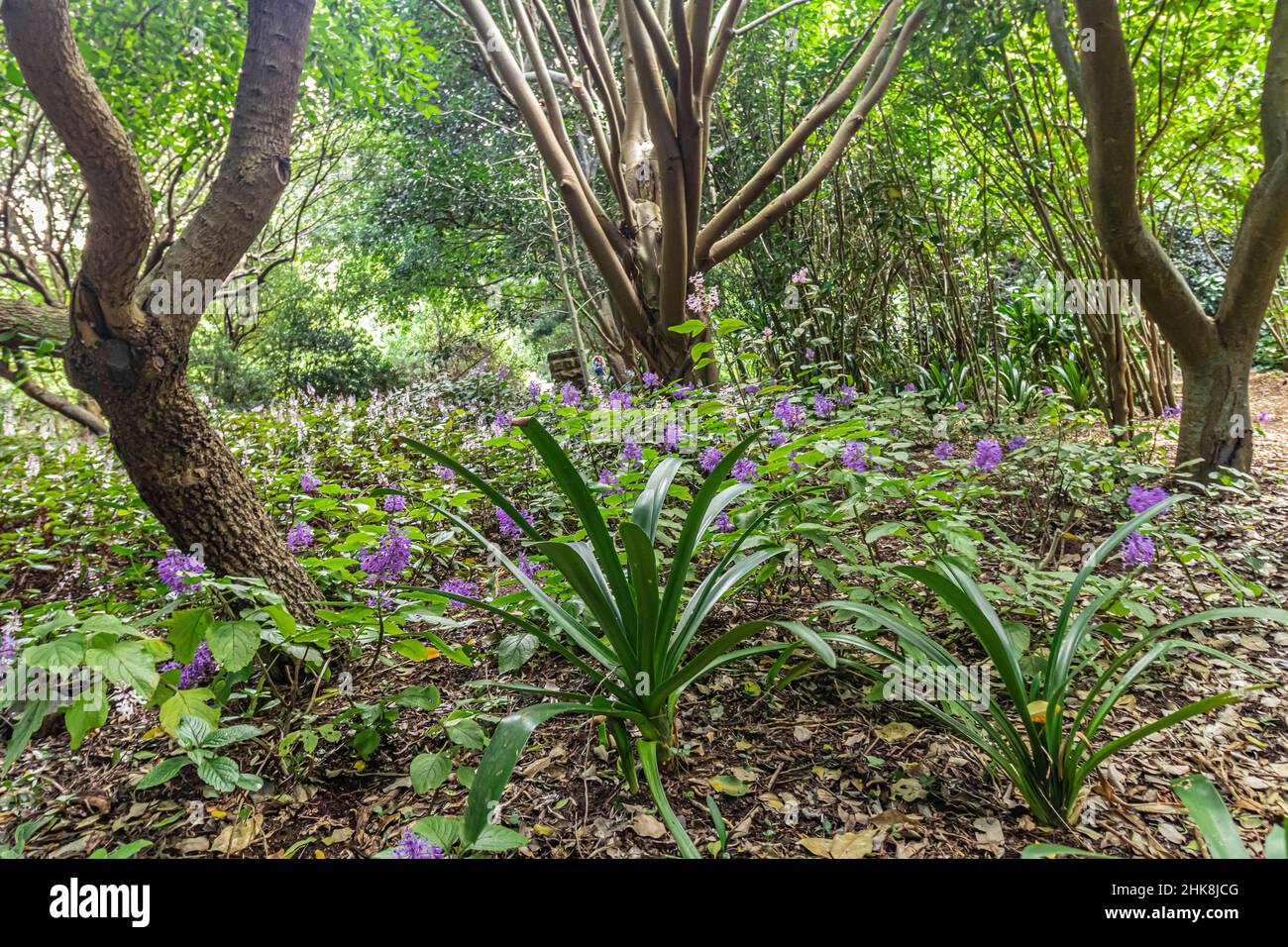Native flowering vegetation and plants at Kirstenbosch National Botanical Garden in Cape Town, South Africa. Stock Photo