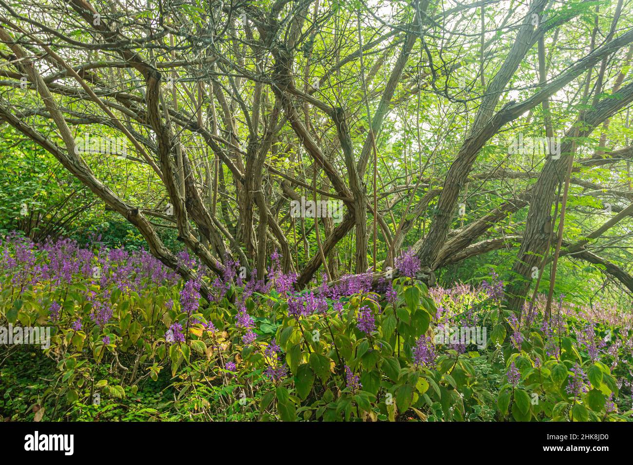 Native flowering vegetation and plants at Kirstenbosch National Botanical Garden in Cape Town, South Africa. Stock Photo