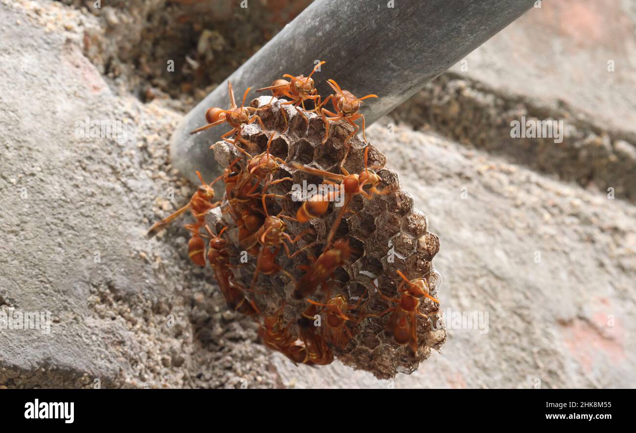 Wasps standing there in the wasp's nest. The yellow-lined paper wasp (Ropalidia marginata) with dim backround Stock Photo