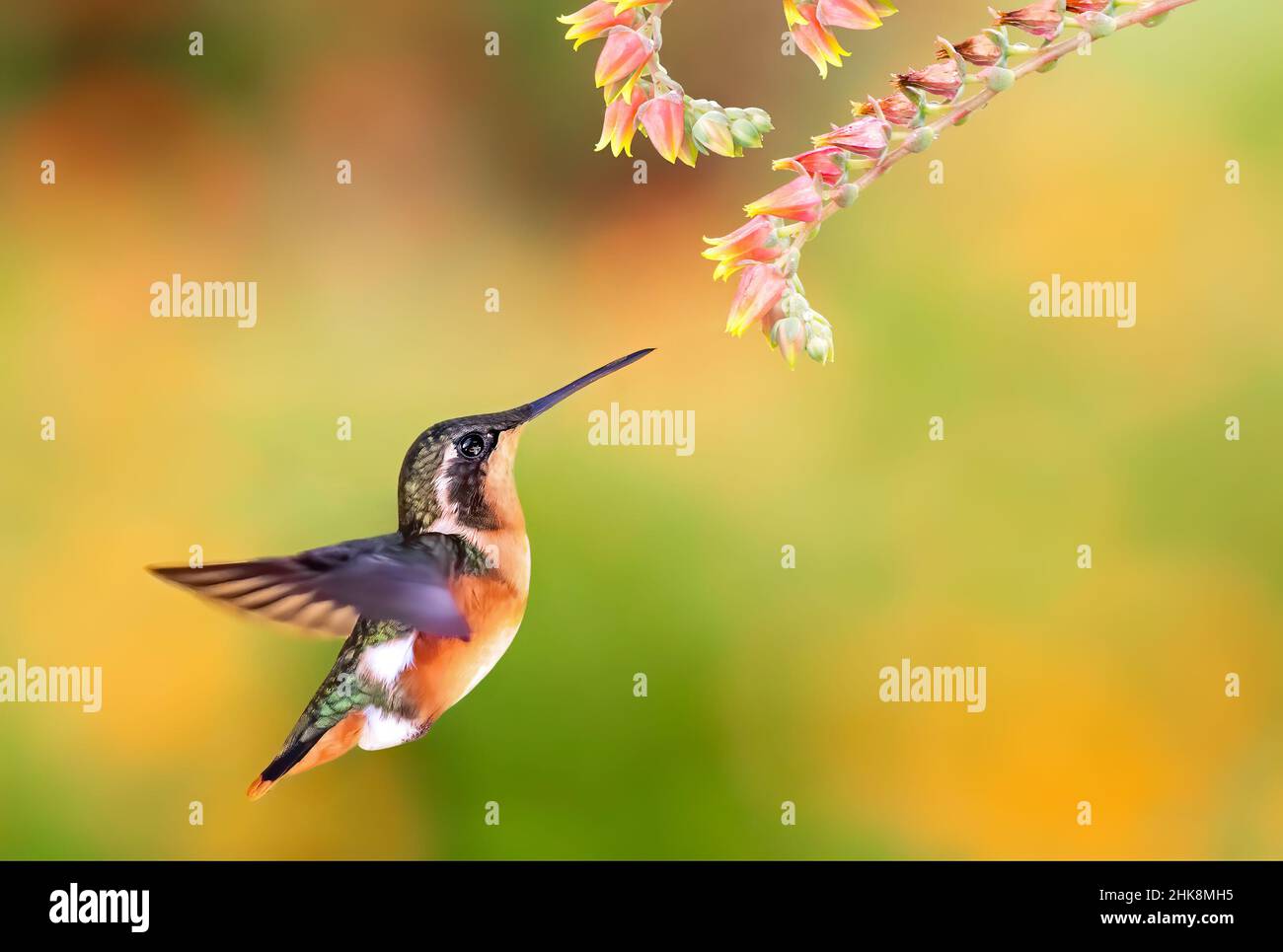 White-bellied Woodstar are tiny hummingbirds that fly like large bumblebees Stock Photo