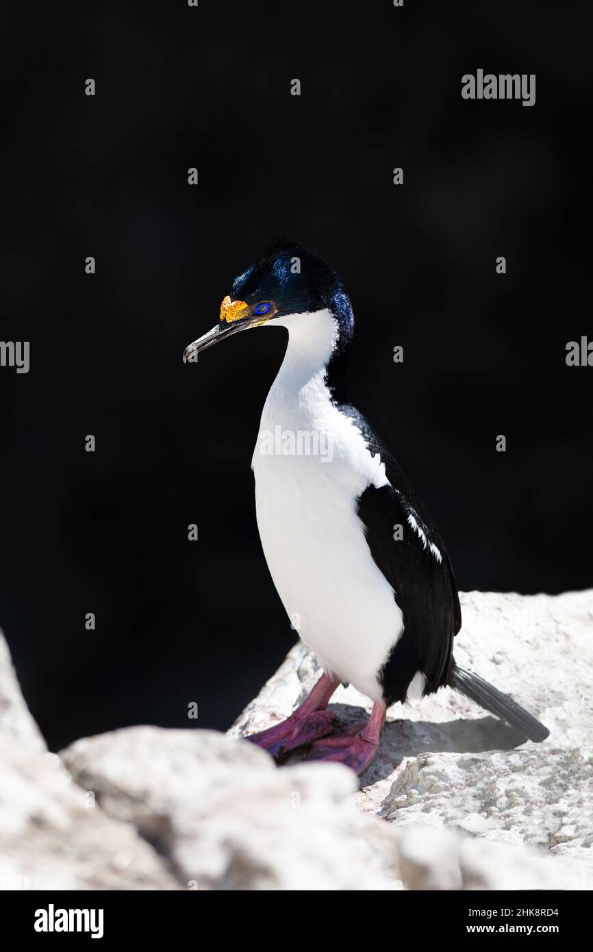 Imperial Shag is a black and white cormorant native to southern South