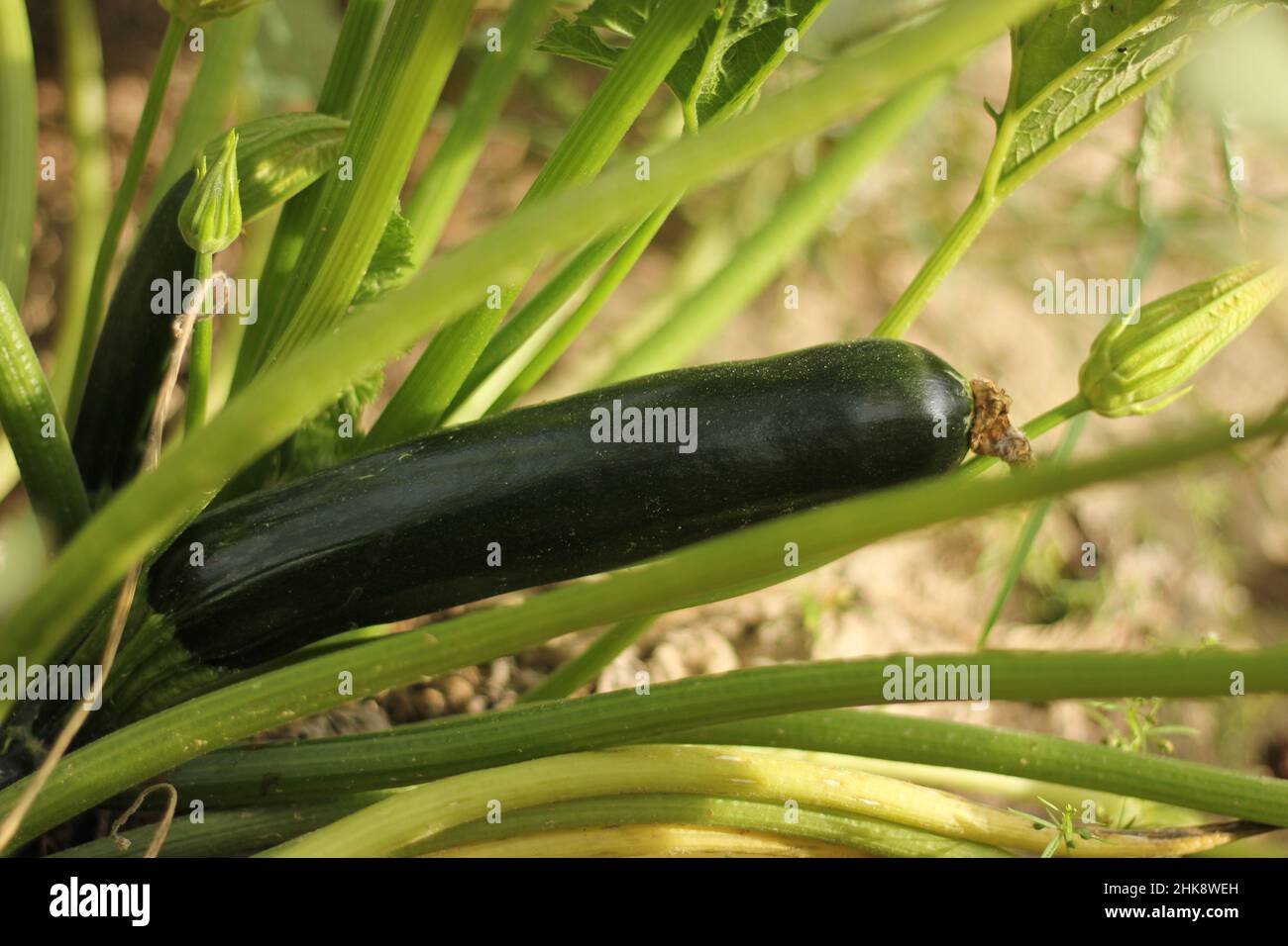 Zucchini Ready for Harvest on Plant Fresh Vegetables Stock Photo Alamy