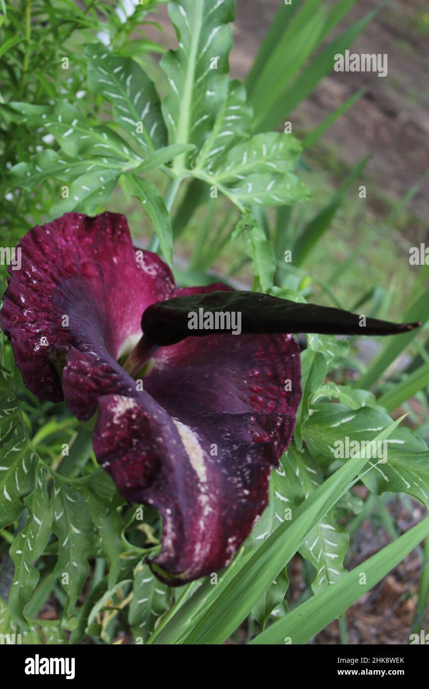 Dragon Ranunculus Dragon Arum - Dracunculus vulgaris or Dragon Lily in Outdoor Garden ...