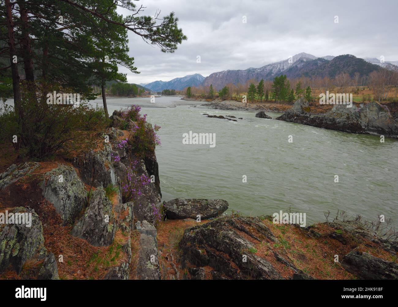 Pine trees and large stones on the steep Bank of the Altai river with ...