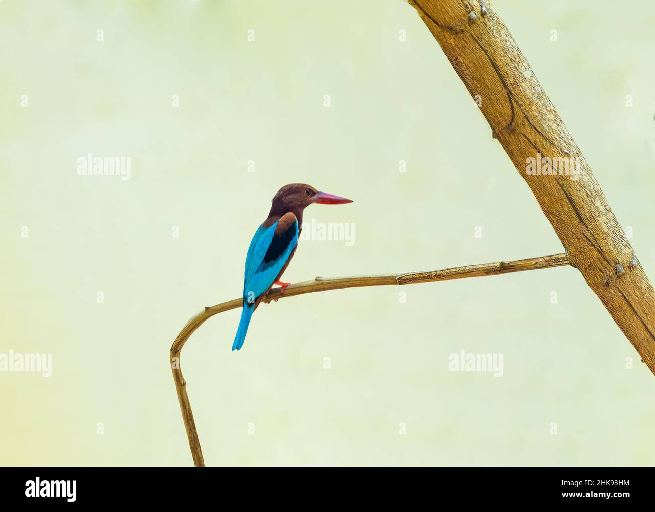 White throated Kingfisher perched on a branch Stock Photo