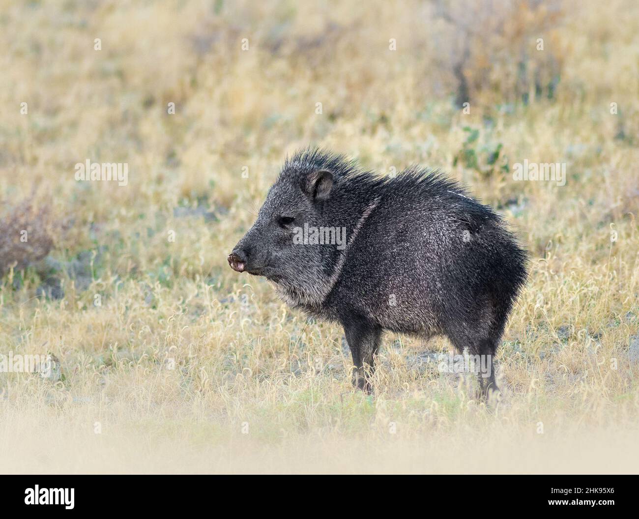 Javelina Stock Photo