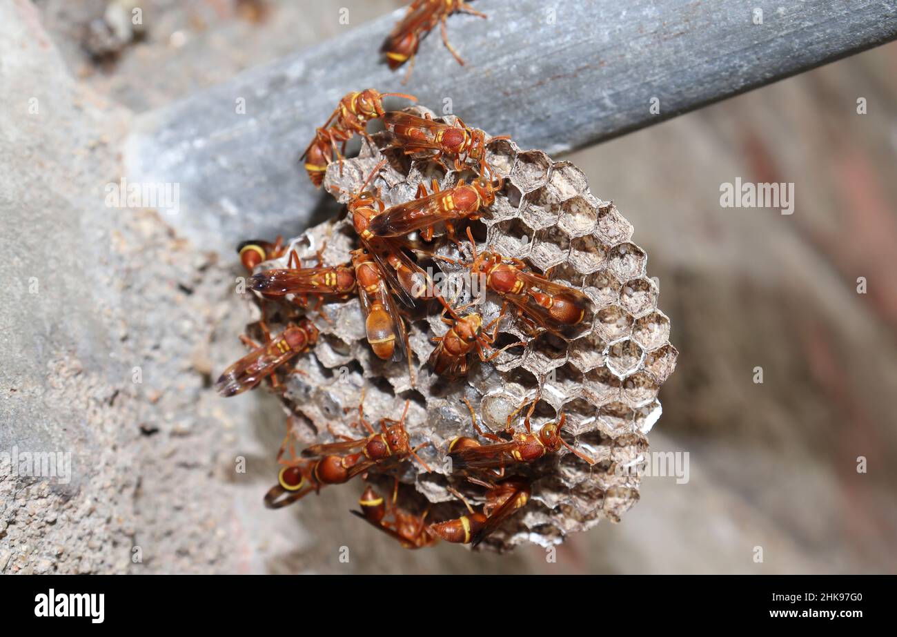 Wasps standing there in the wasp's nest. The yellow-lined paper wasp (Ropalidia marginata) with dim background Stock Photo