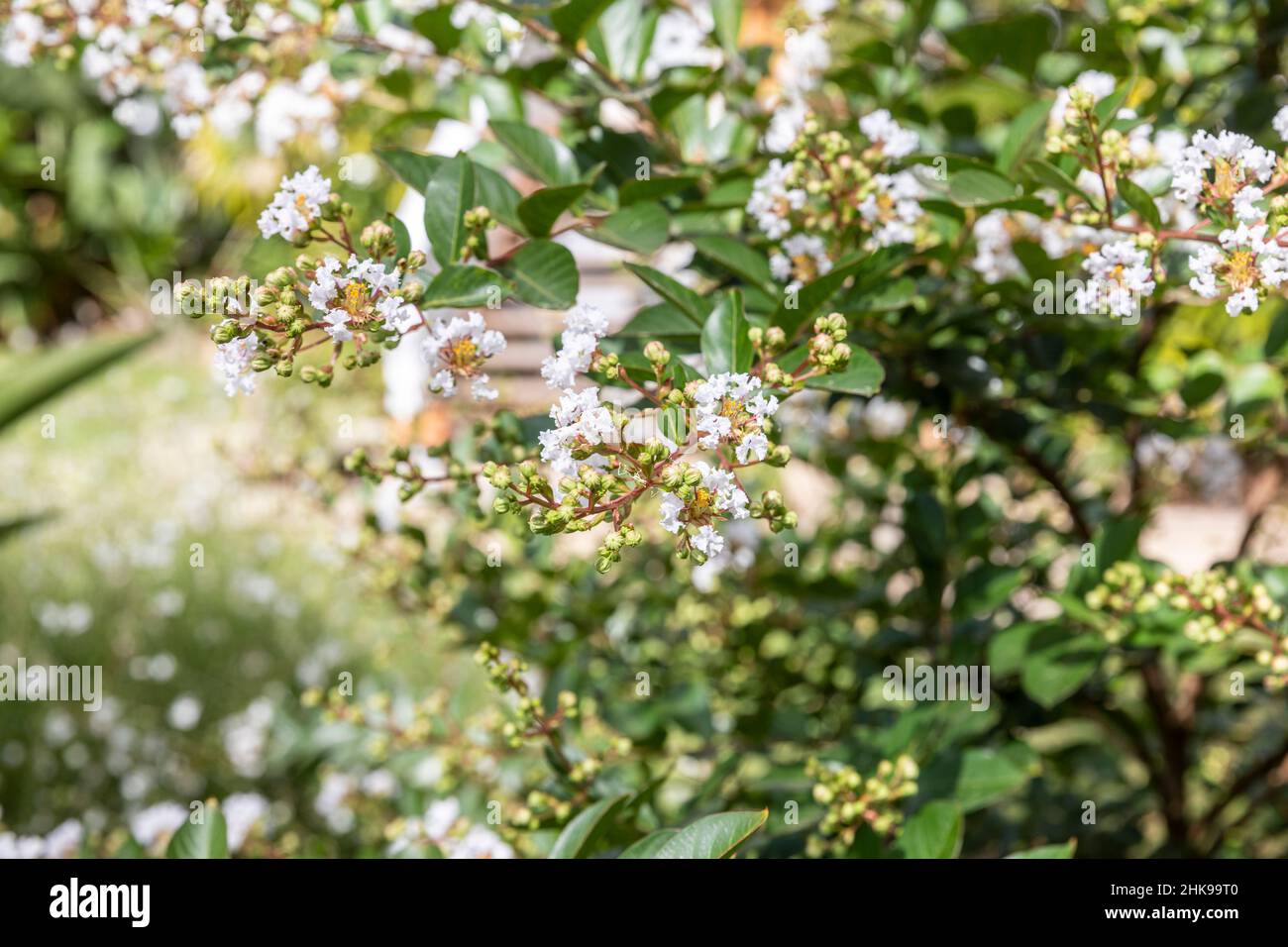 Crepe Myrtle tree shrub, dwarf variety, lagerstroemia acoma, in summer with white and yellow flowers in a Sydney garden,NSW,Australia Stock Photo