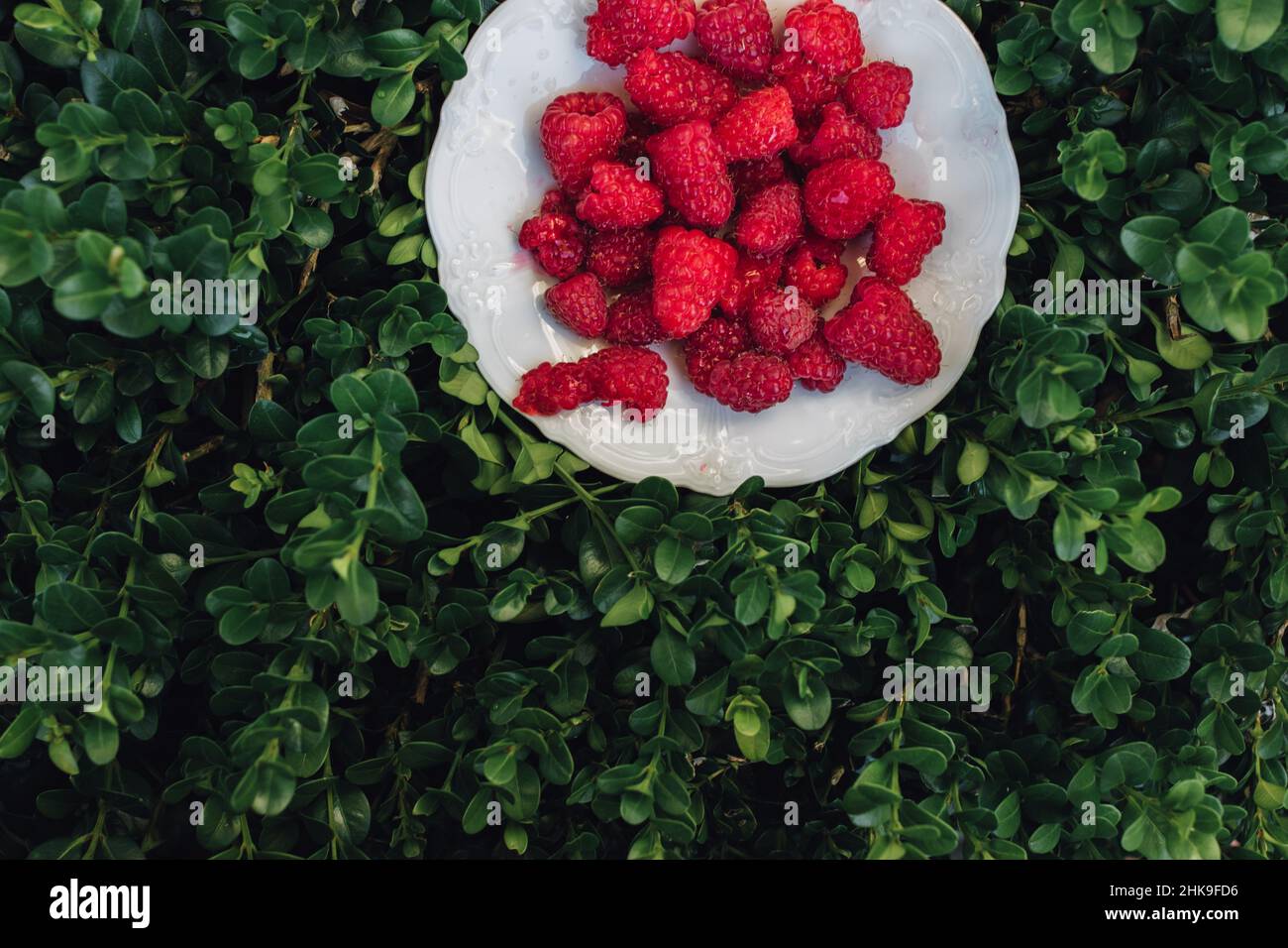 Jpeg Raspberry Hedge Raspberry hedge hi-res stock photography and images - Alamy