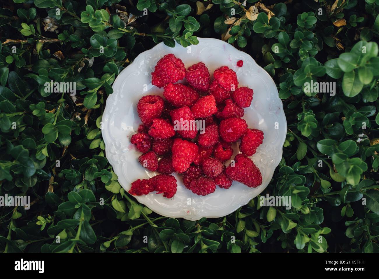 Boxwood hedge hi-res stock photography and images - Alamy