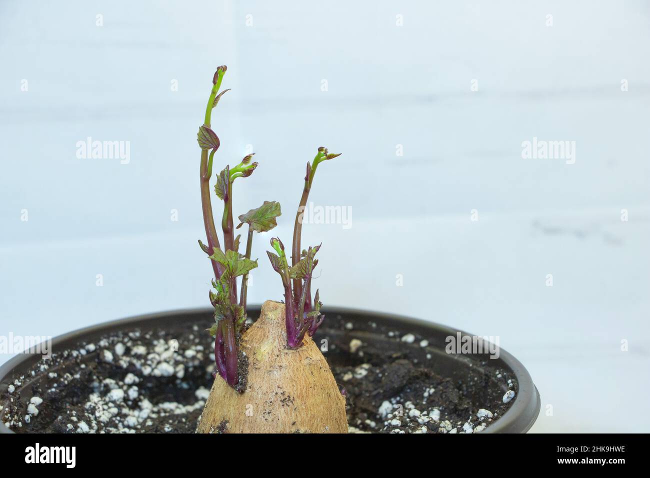 Sweet potato growing in the pot with new shoots and lush leaves indoor. Growing like decorative plant. Stock Photo