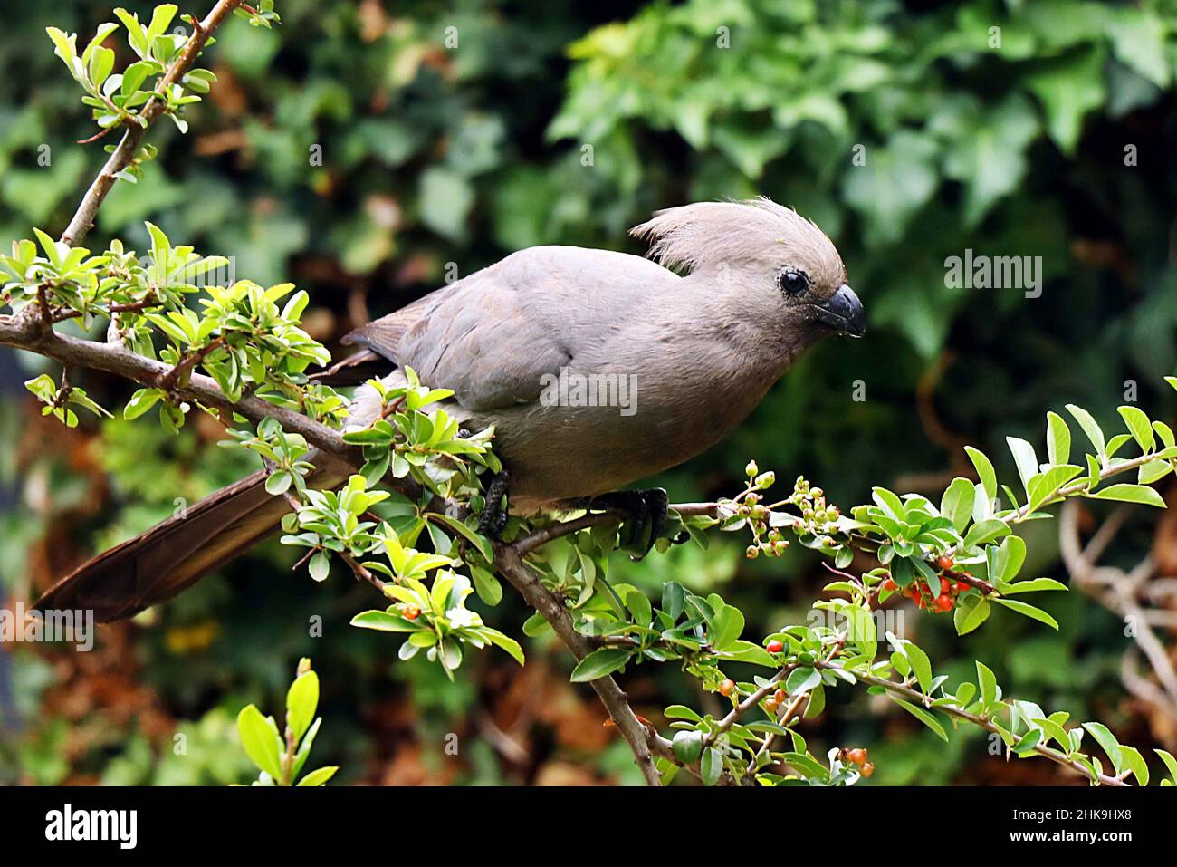 A Go Away Bird (Corythaixoides concolor) on a branch at the Ondekaremba