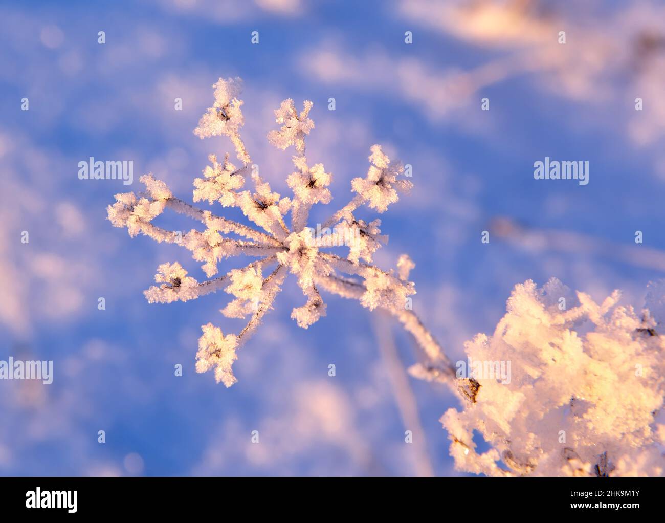 A branch of grass in winter. The inflorescence of the field grass is