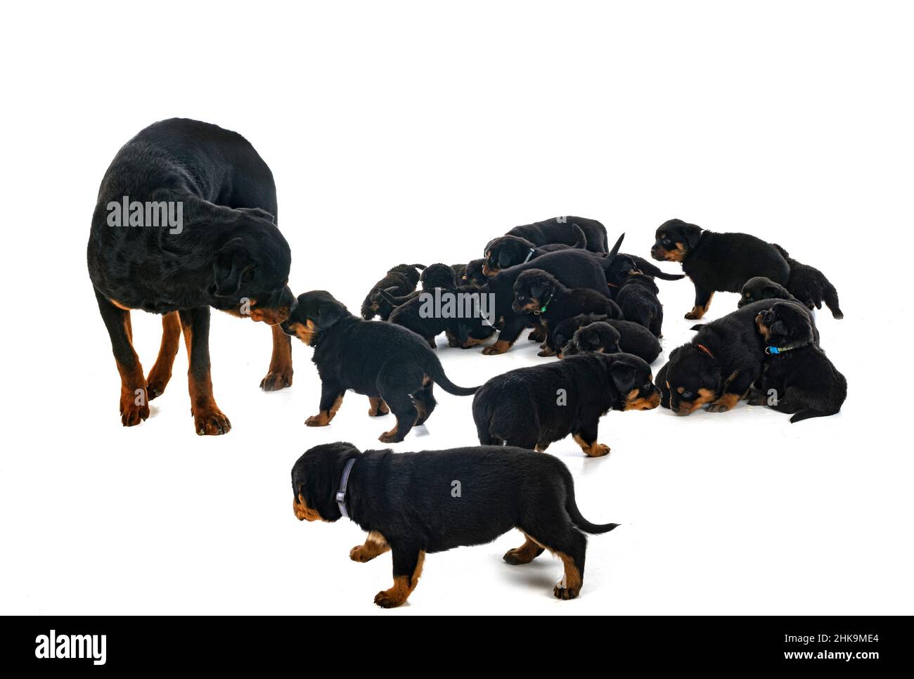 puppies rottweiler in front of white background Stock Photo