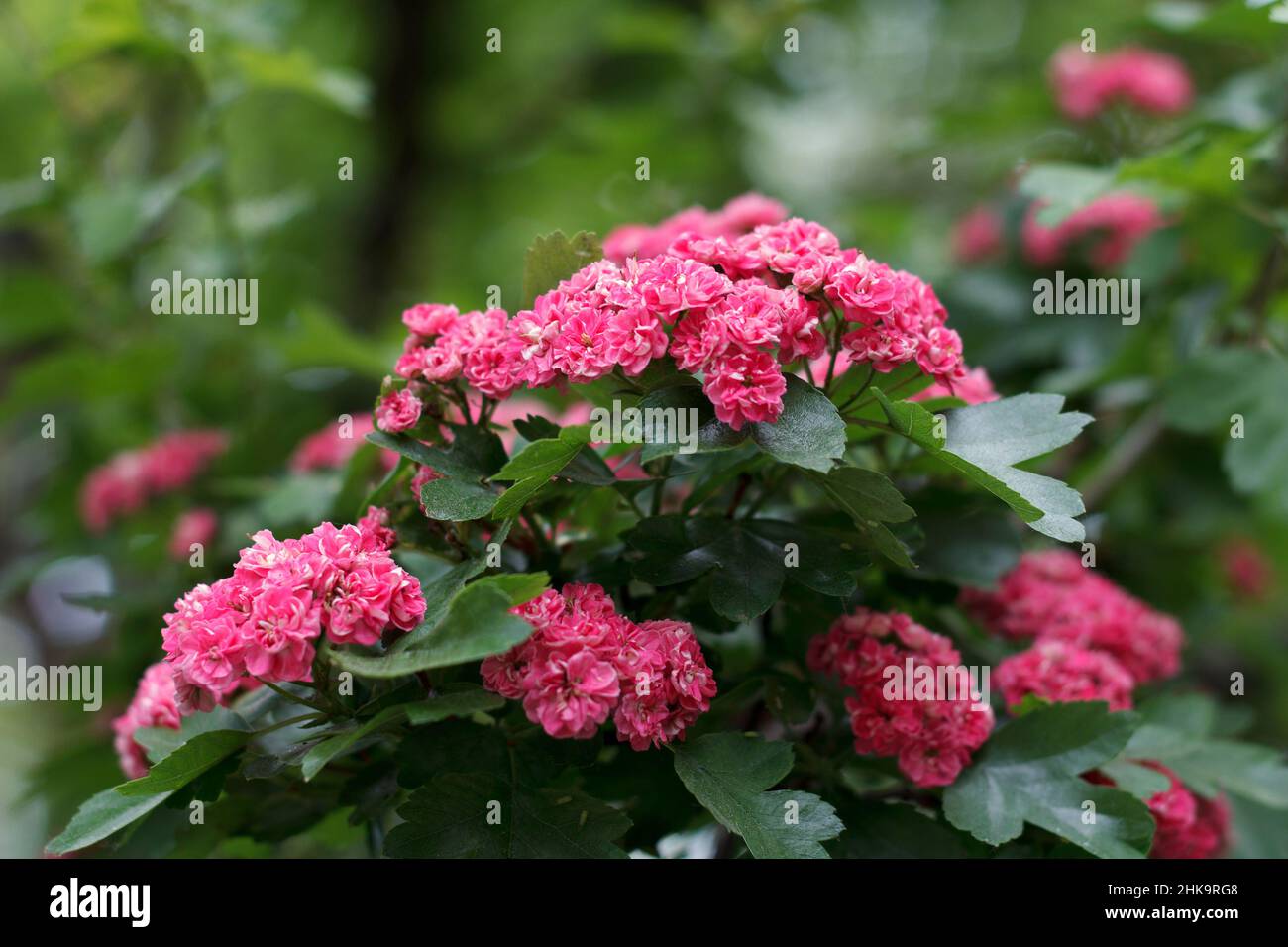 Crataegus laevigata beauty medicinal plant blooms red flowers on green background in spring Stock Photo