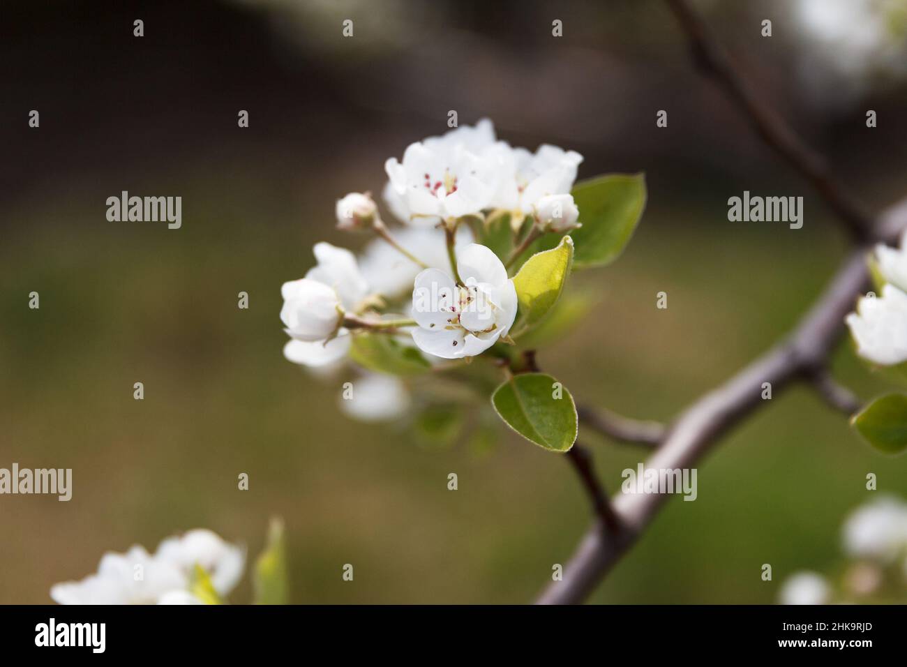 Flowering fruit tree pear in spring in the garden, on a green background Stock Photo