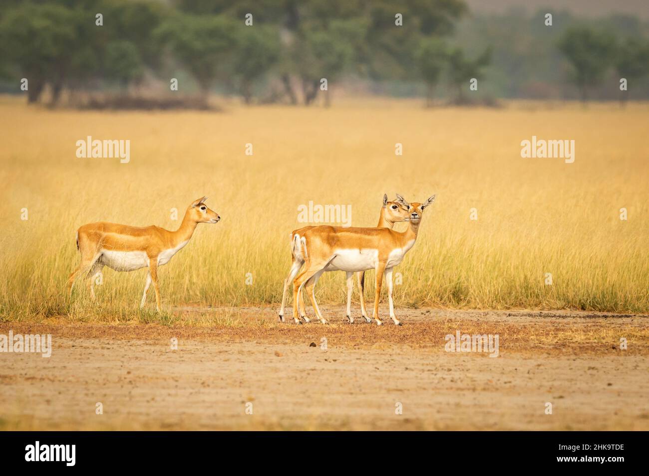 blackbuck or antilope cervicapra or indian antelope group or family in ...
