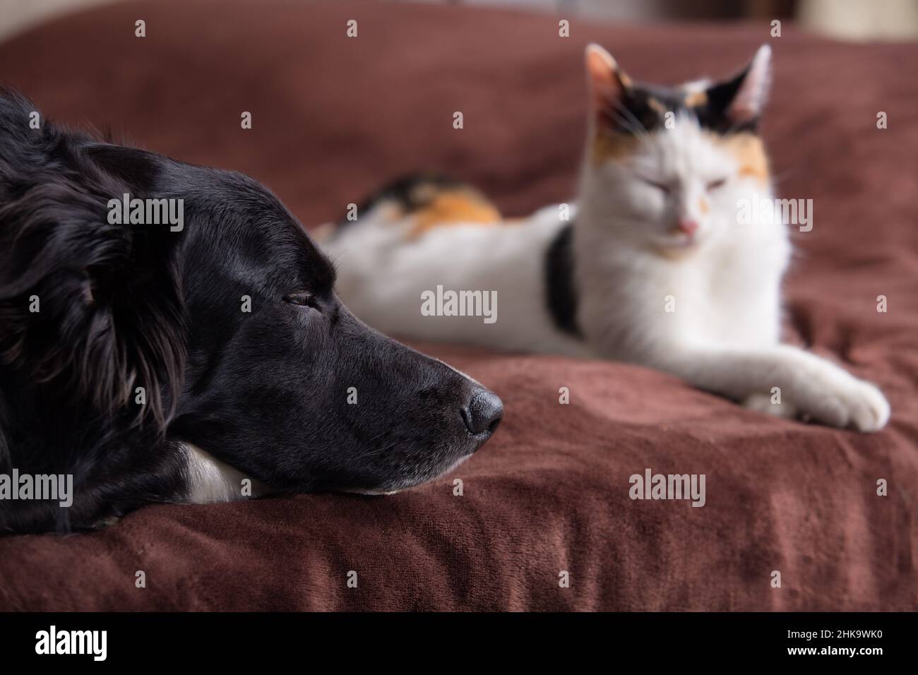 Friendship pets hires stock photography and images Alamy