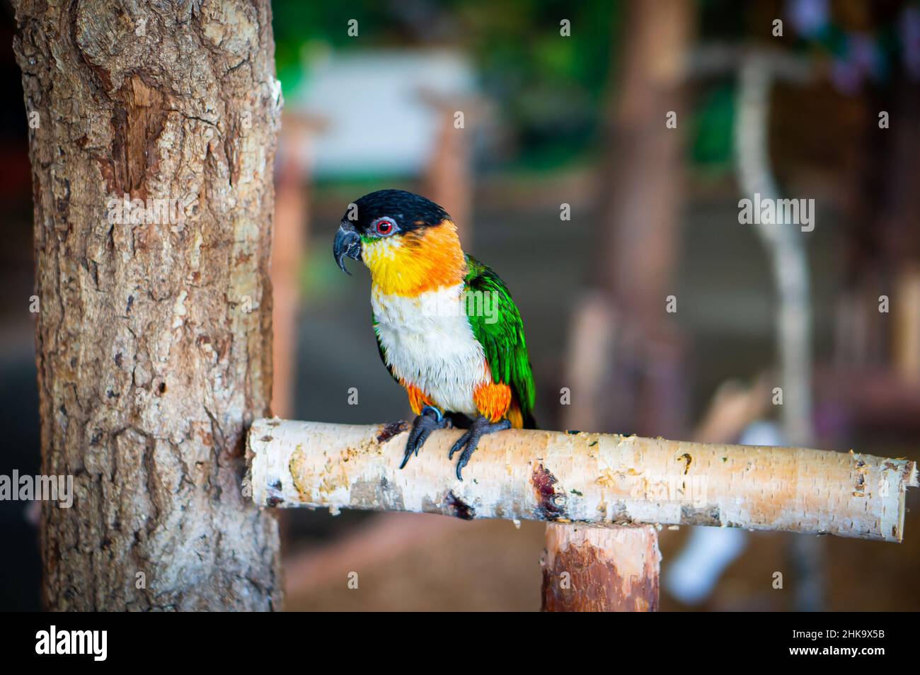 Black headed parrot sitting on hi-res stock photography and images - Alamy