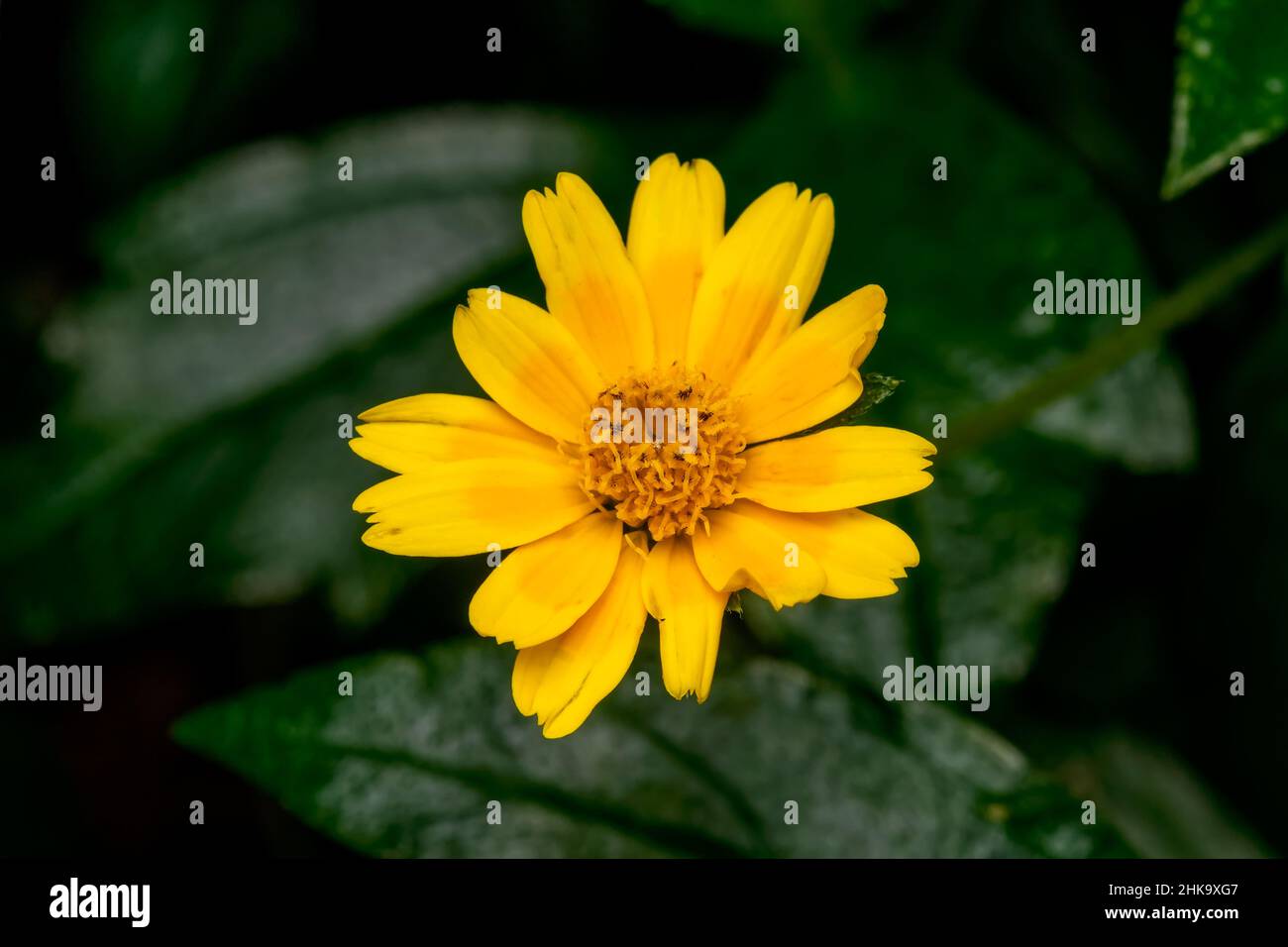 Yellow colored flower of Singapore daisy also known as creeping-oxeye, trailing daisy, and wedelia. Stock Photo