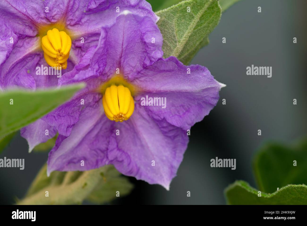 Most beautiful brinjal flower hires stock photography and images Alamy
