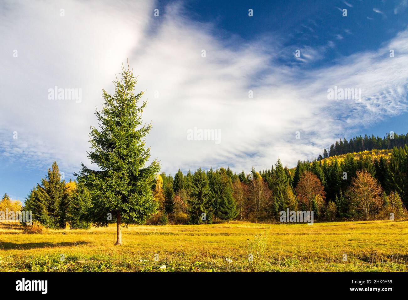Fir wood spruce forest hi-res stock photography and images - Alamy