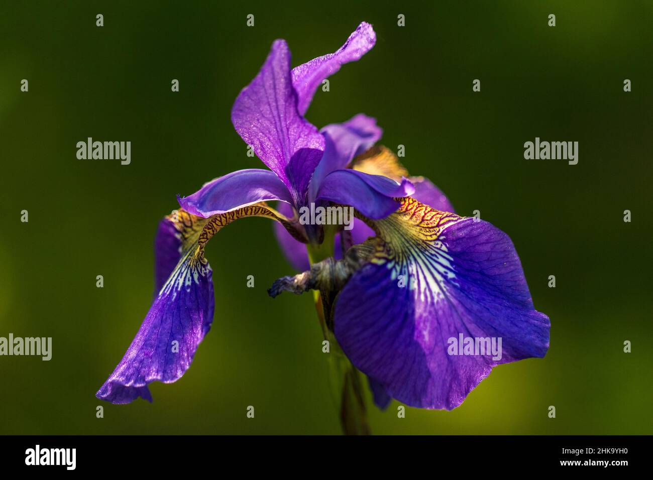 Violet iris flower on a green background. Stock Photo
