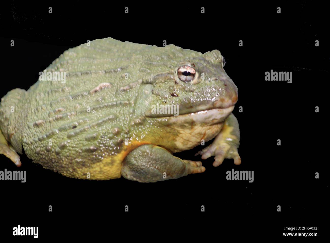 Giant African bullfrog Stock Photo Alamy