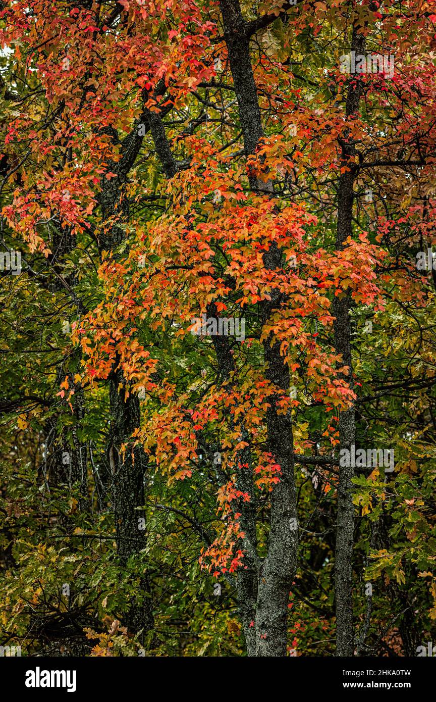 Red leaves of an oak tree in an oak grove. Abruzzo, Italy, Europe Stock Photo