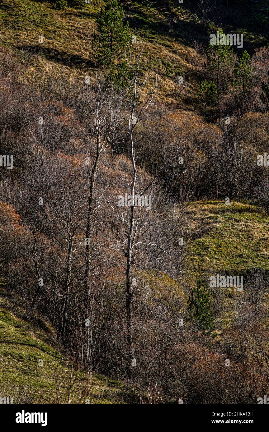 Winter landscape with leafless trees and green meadows. Abruzzo, Italy, Europe Stock Photo