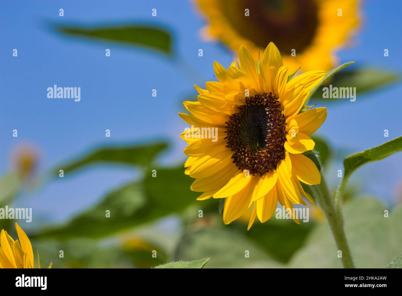 Sunflower chasing the sun in a field Stock Photo - Alamy