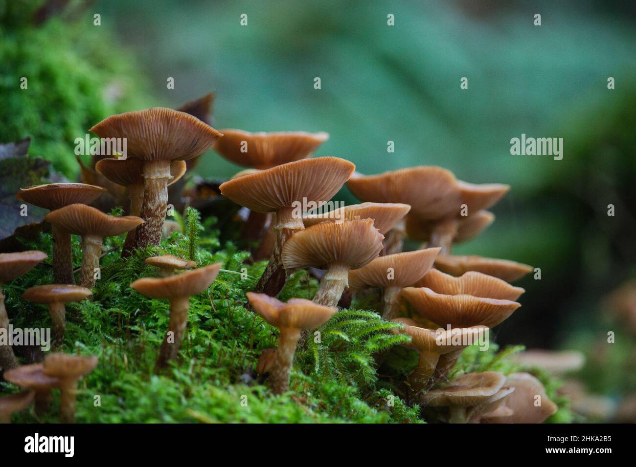 Mushrooms on a mossy log Stock Photo