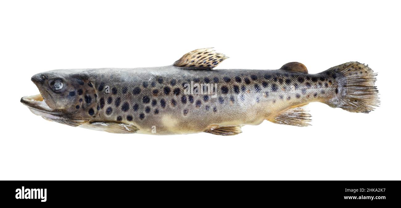 frozen brown trout isolated on white background Stock Photo