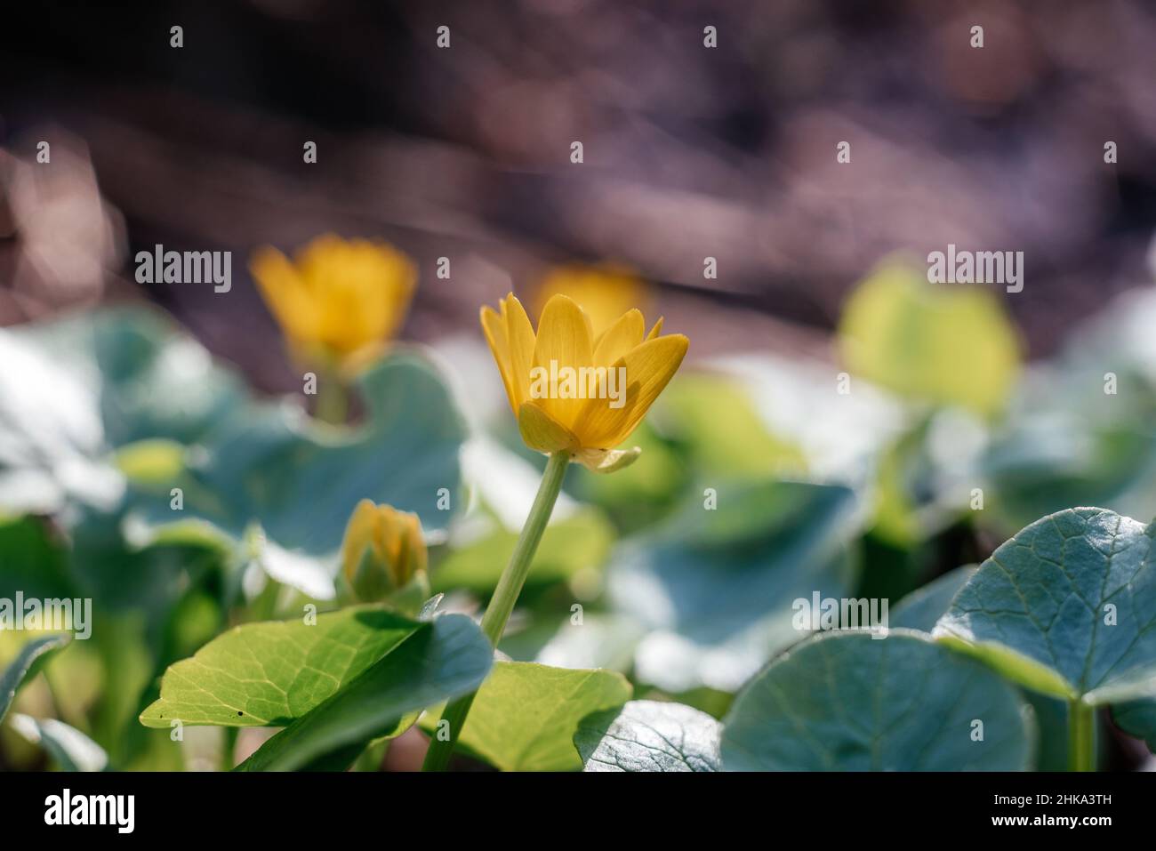 First yellow wild flowers in the forest in early spring Stock Photo