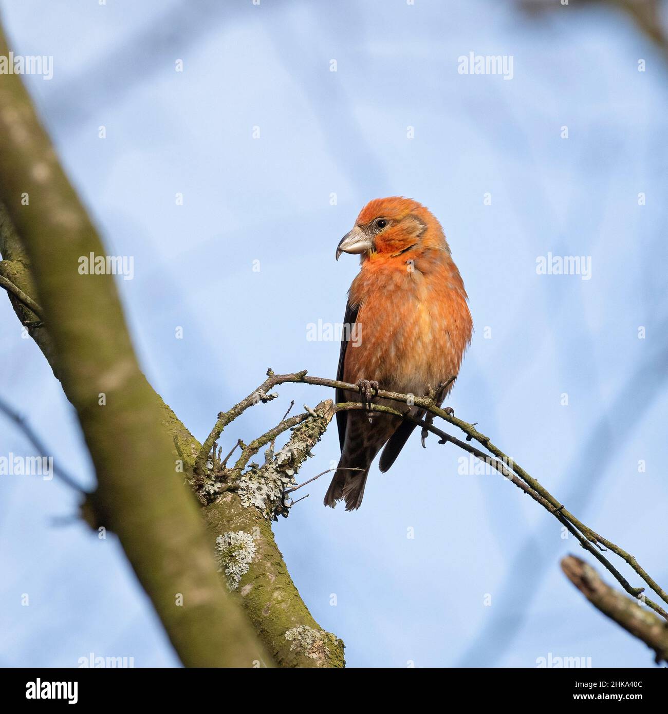 Male Crossbill Perched on Branch Stock Photo
