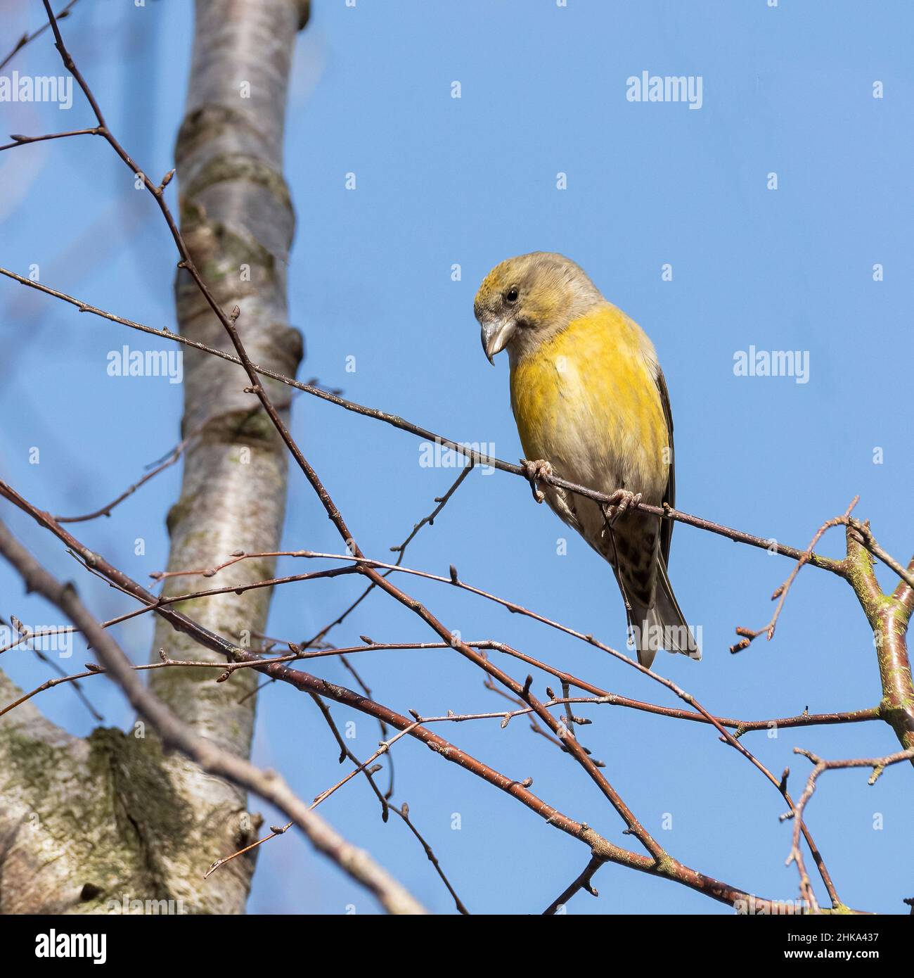 Female Crossbill Perched on Branch Stock Photo