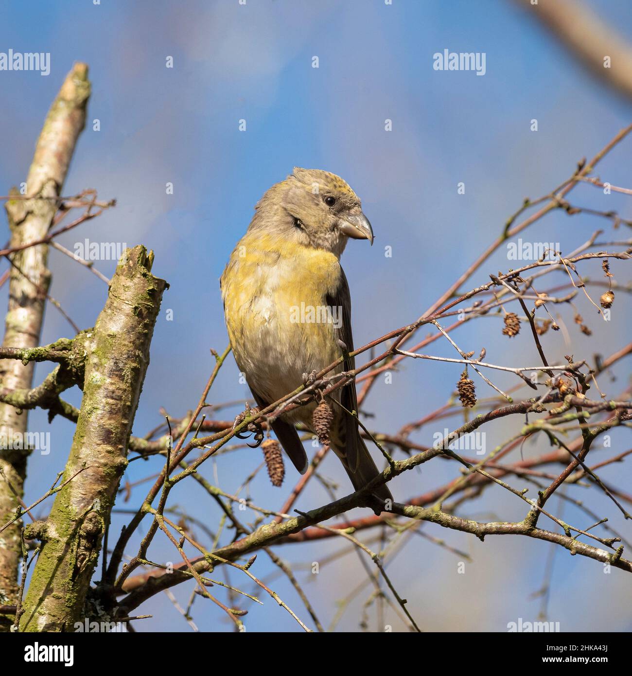 Female Crossbill Perched on Branch Stock Photo