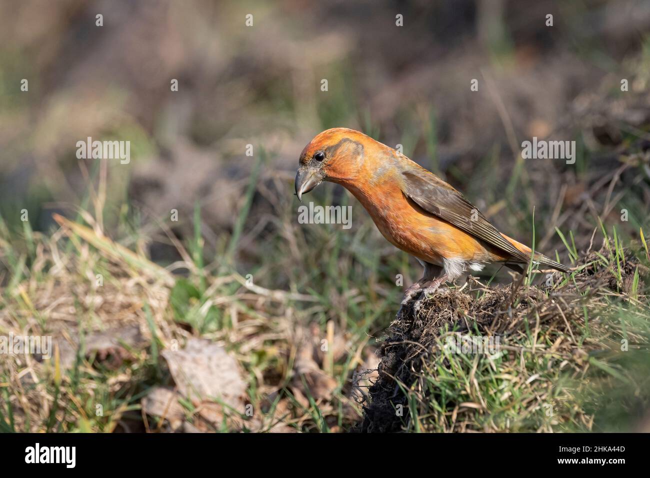 Crossbill Drinking From Pool of Water Stock Photo