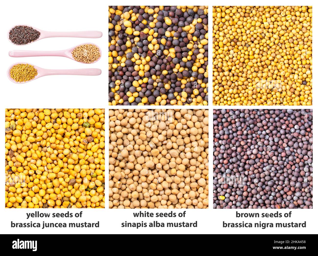 Brassica Juncea Seeds Brassica Juncea Seeds