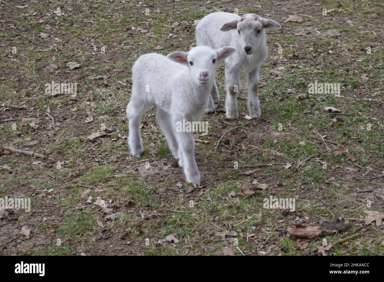 Two Kempische heath sheep lambs walk through the nature reserve together. Stock Photo